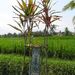 2005_indonesiatrip_327_2